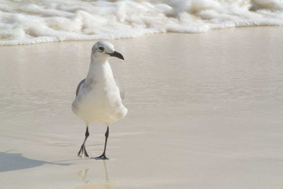 Playa Del Carmen: Private Walking Tour With a Guide - Additional Details