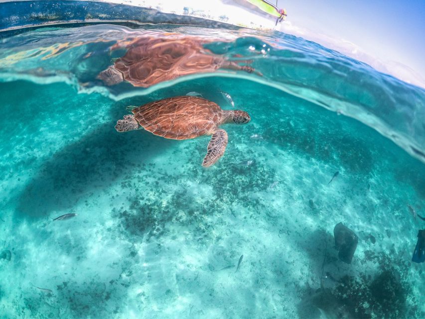 Playa Del Carmen: Swim & Snorkel W/ Turtles at Akumal Beach - Booking Information