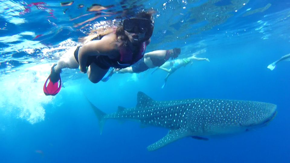 Playa Del Carmen: Whale Shark Tour - Cancellation Policy