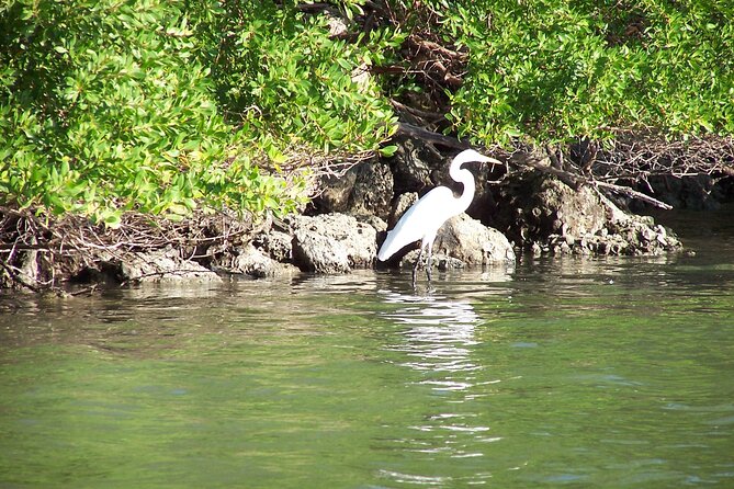 Pontoon Sightseeing and Shelling Excursion to Keeywaydin Island - Additional Information