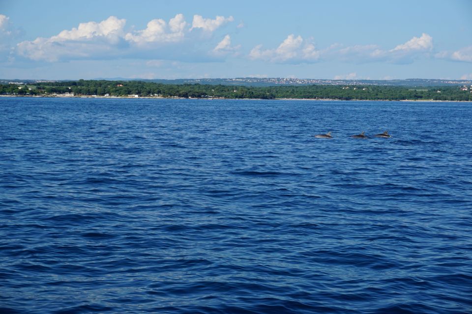 Poreč: Dolphin Spotting Cruise With Included Drinks - Common questions