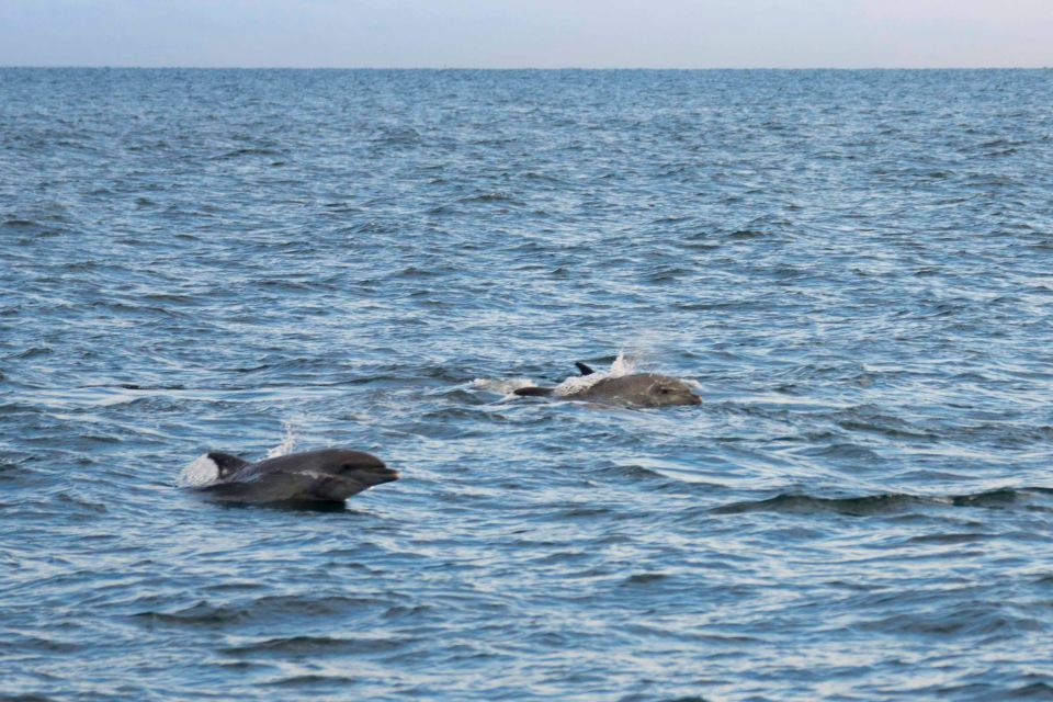 Poreč: Evening Boat Trip to Discover Dolphins - Common questions