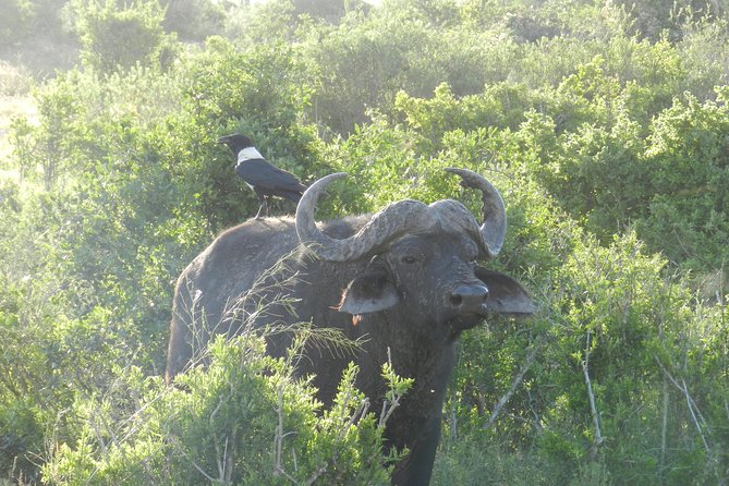 Port Elizabeth Shore Excursion: Addo Elephant Full Day Safari &"Braai"Lunch(BBQ) - Tour Pricing Breakdown