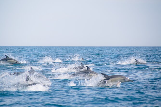 Portimão:2h30 Guaranteed-Dolphins and Seabirds-Biologist on Board - Customer Reviews and Ratings