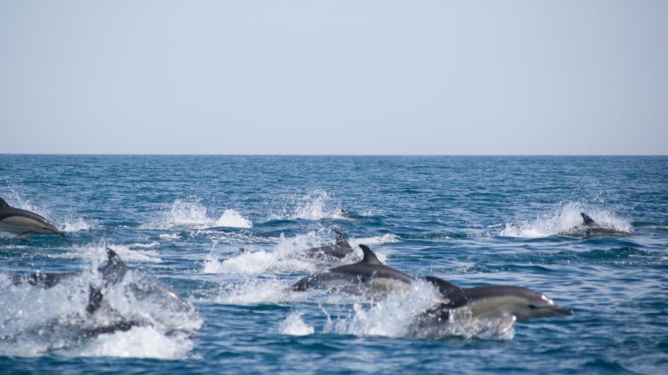 Portimão:2H30 Guaranteed - World of Dolphins & Seabirds - Important Information and Recommendations