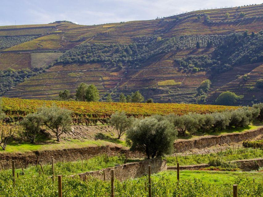 Porto: Douro Valley 2 Vineyards Tour W/ Lunch & River Cruise - Customer Reviews