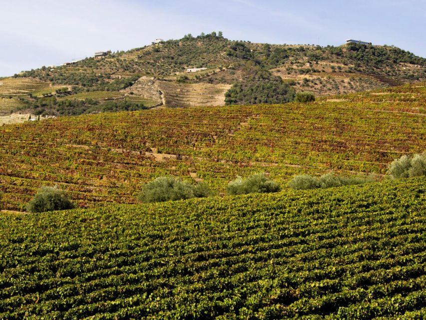 Porto: Douro Valley: an Authentic Wine Experience With Lunch - Accessibility