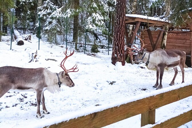 PRIVATE Adventure To The REINDEER Park by VIP Car - Weather Considerations