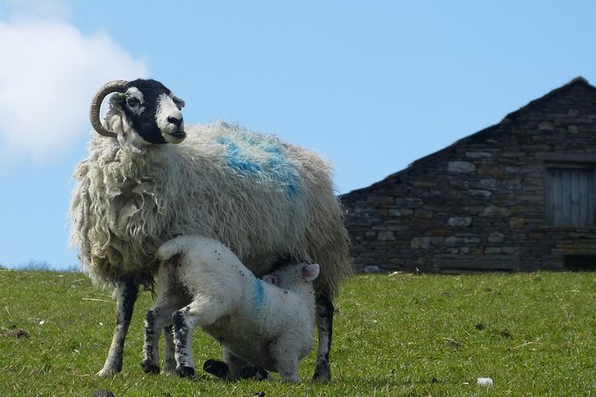 Private "All Creatures Great and Small" Yorkshire Dales Tour From York - Personalized Tour Options