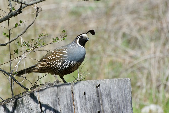 Private Birdwatching Activity in Penticton - Last Words