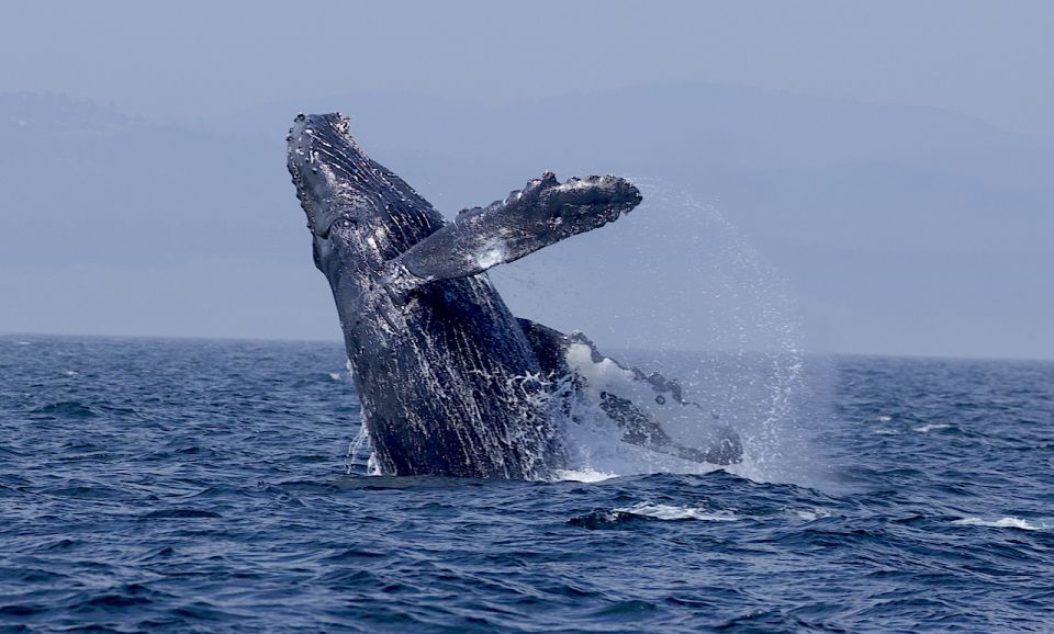 Private Charter - Marine Life and Whale-Watching Boat Tour - Location and Booking