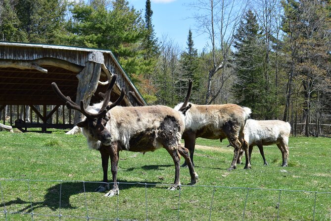 Private Day Trip to Parc Omega and Chateau Montebello From Montreal - Private Day Trip Details