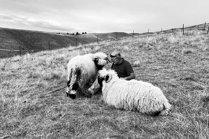 Private Farm Tour With Rose Creek Valais Blacknose Sheep - Cancellation Policy and Pricing