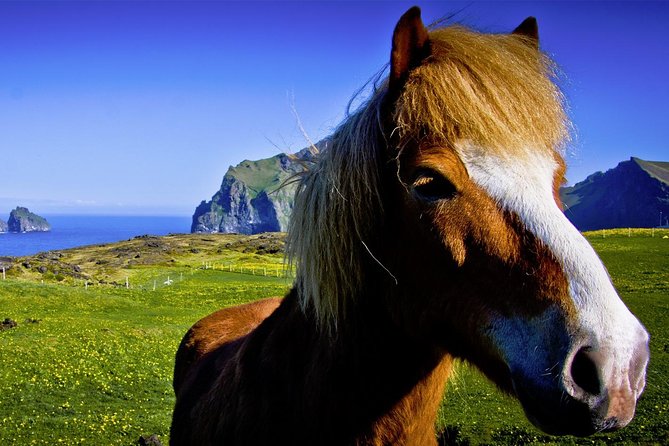 Private Golden Circle and Horse Riding Tour From Reykjavik - Contact and Booking Information