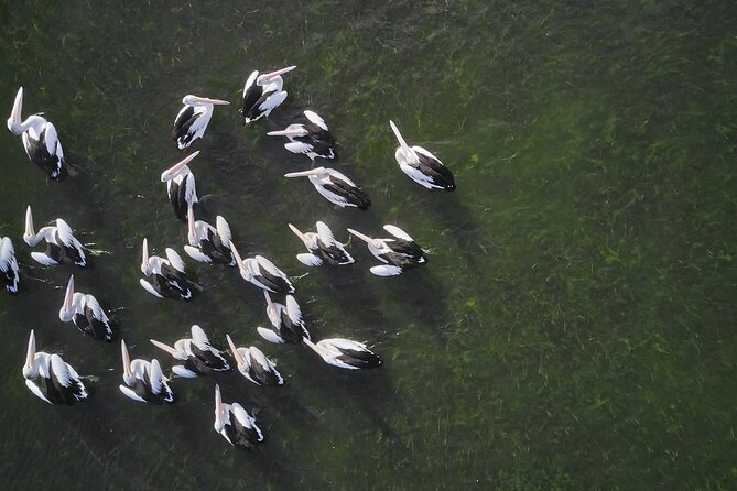 Private Guided Birdwatching Tour in Banrock Station - Terms & Conditions