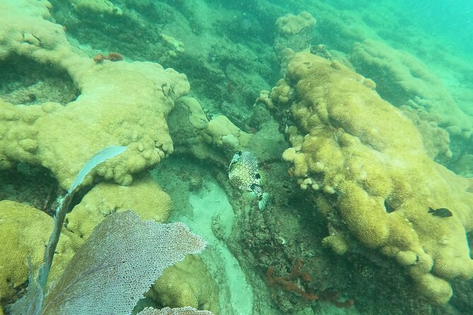 Private Guided Snorkel Tour of Fort Lauderdales Reef - Common questions
