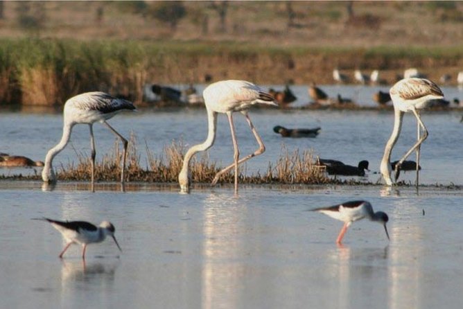 Private Half-Day Boat Tour in Ria Formosa From Faro - Common questions