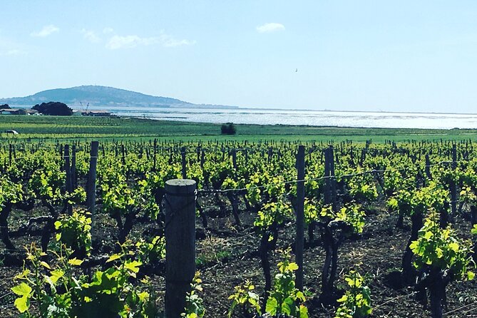 Private Half-Day Languedoc Wine Tour From Sète - Common questions