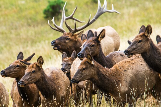 Private Hiking Tour to Rocky Mountain National Park From Denver and Boulder - Reviews and Contact Information