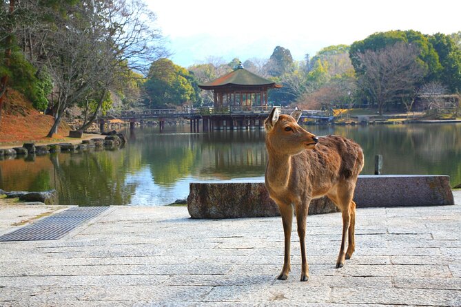 Private Journey in Nara's Historical Wonder - Last Words