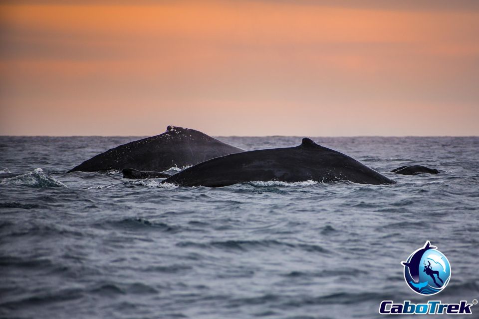 Private Luxury Yacht Whale Watching - Return Details