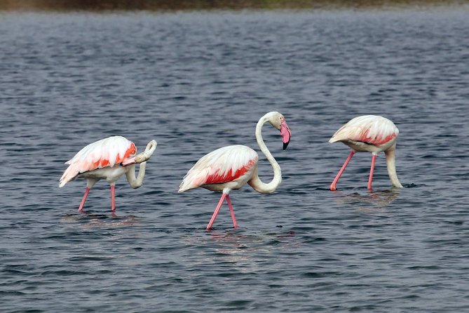 Private Sightseeing Boat Tour in Ria Formosa at Olhão - Pricing Details