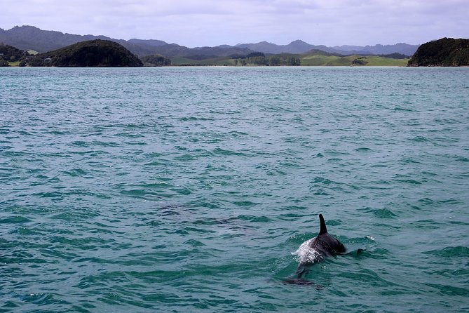 Private Tour Fee to See Whales and Dolphins - Reviews and Ratings