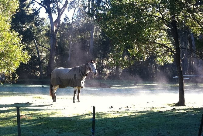 [Private Tour] Healesville Sanctuary Wildlife & Puffing Billy Steam Train - Common questions