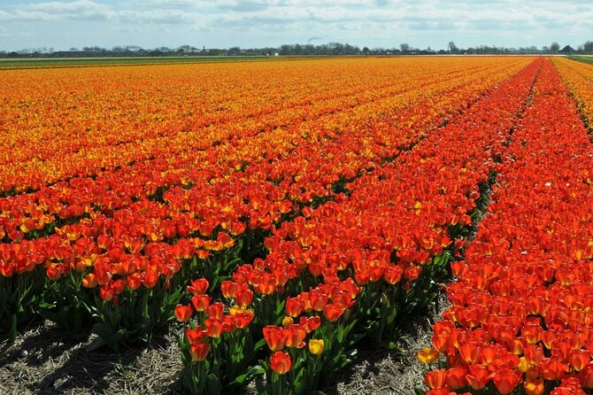 Private Tour Keukenhof Tulip Fields of Holland - Terms & Conditions