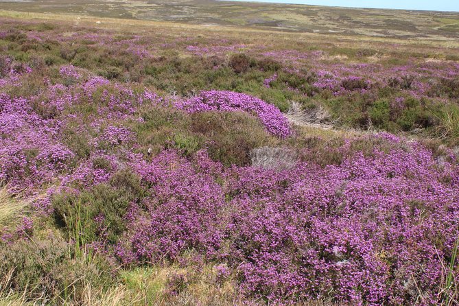 Private Tour: North Yorkshire Moor and Whitby From York in 16 Seater Minibus - Booking Information