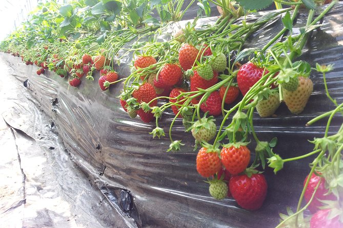 [Private Tour] Organic Strawberry Farm & Nami Island & Petite France - Common questions