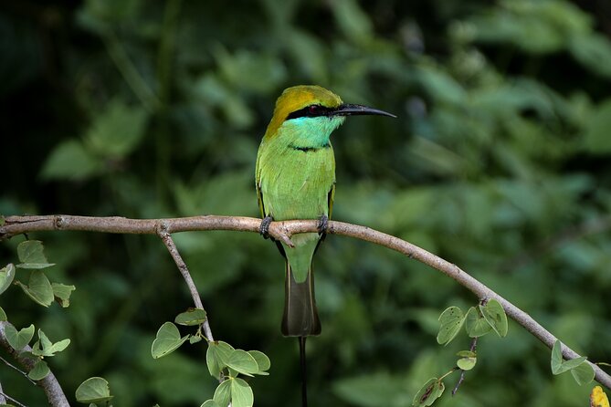 Private Tour : Udawalawe National Park Safari - Traveler Photos and Experiences