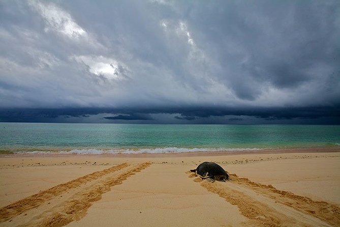 Private Turtle Watching Experience - Benefits of Private Tour