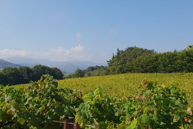 Private Txakoli Winery Tour With Tastings in Getaria - Customer Reviews