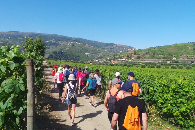 Private Walk Through Quinta Da Pacheca With Lunch and Wine - Lunch and Wine Experience