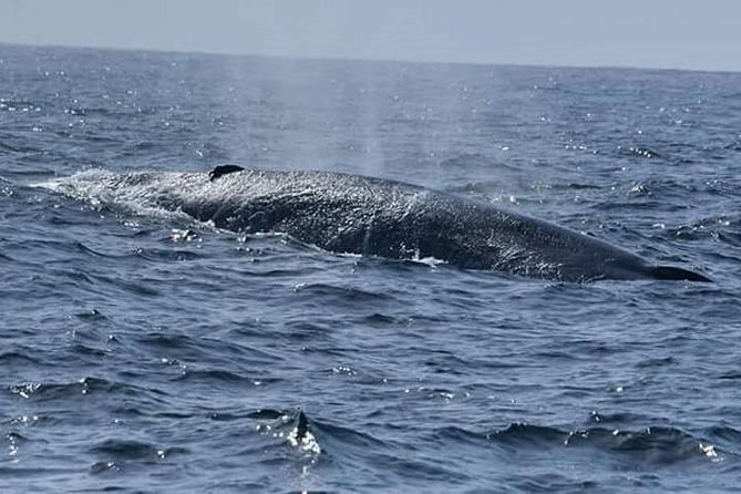 Private Whale Watching, Stilt Fishing, Galle Tour From Bentota - Common questions
