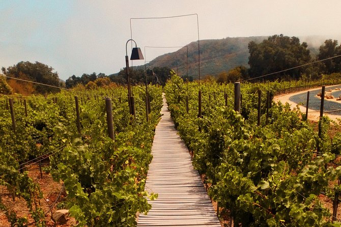 Private Wine Tour at Valle De Guadalupe (A Wine Tasting Included). - Participant Guidelines