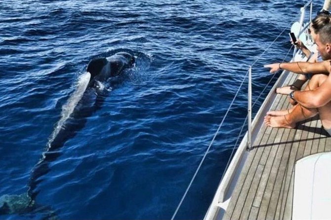 Private Yacht Charter With Whale Watching and Snorkeling  - Tenerife - Common questions