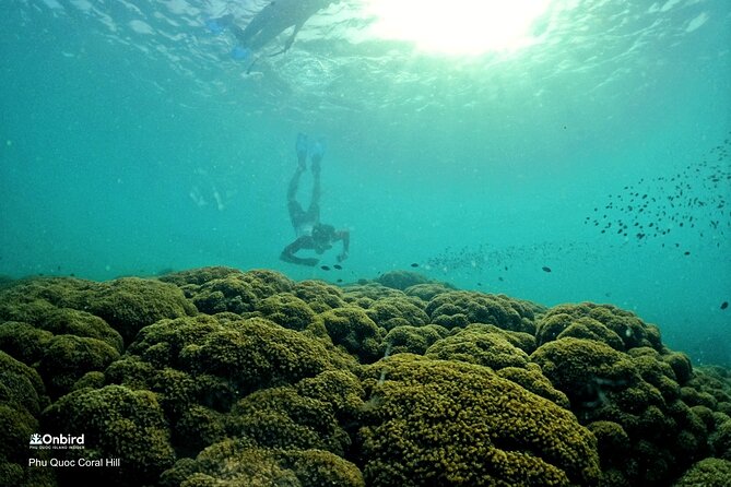 PROFESSIONAL SNORKELING to Explore Hidden Coral Spots (MAX 9 PAX) - General Details About Onbird Service