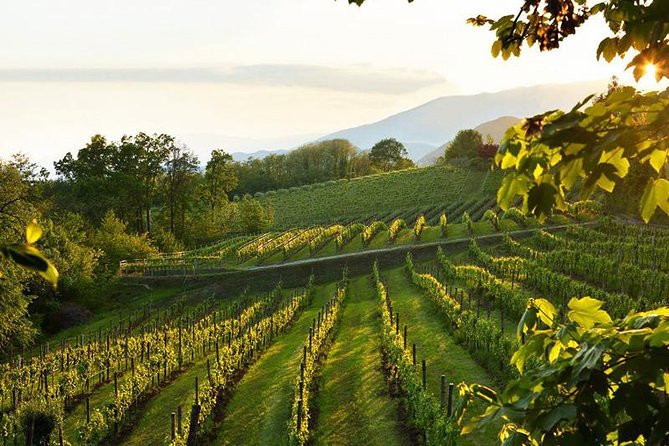 Prosecco Road" Tour With Winery Visits, Tastings, and Lunch  - Treviso - Educational Insights