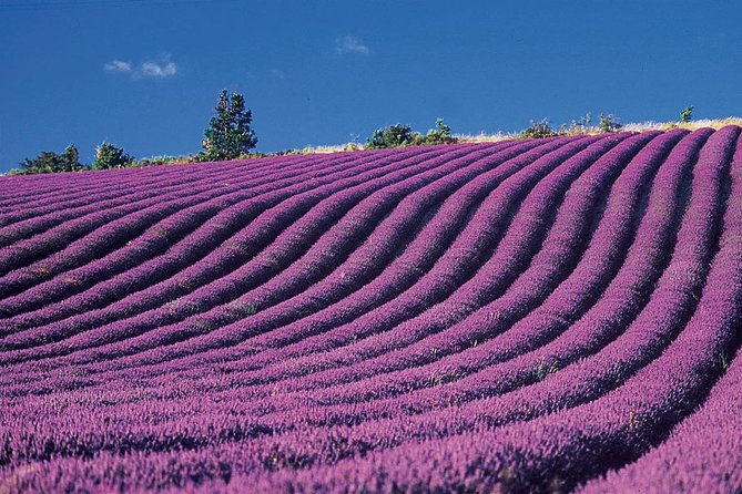 Provence & Lavander - Shared & Guided Full Day Tour From Nice - Notable Tour Features