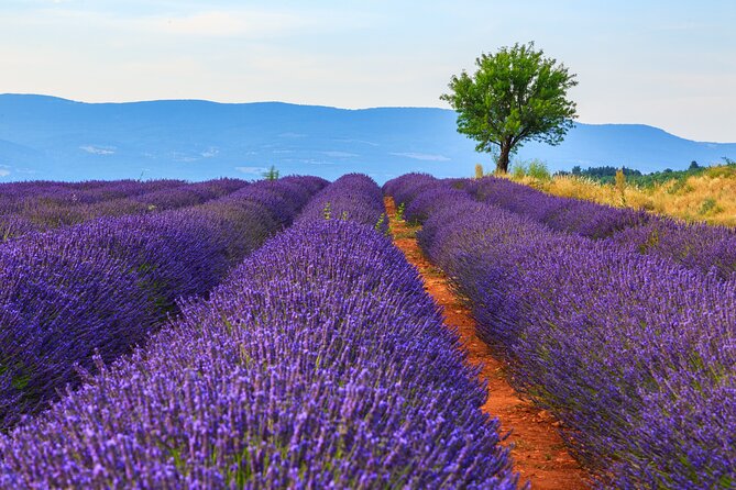 Provence Shared Half Day Lavender Tour From Aix En Provence - Contact and Reference
