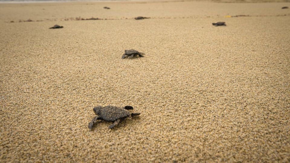 Puerto Escondido: Turtle Release and Bioluminescent Plankton - Directions