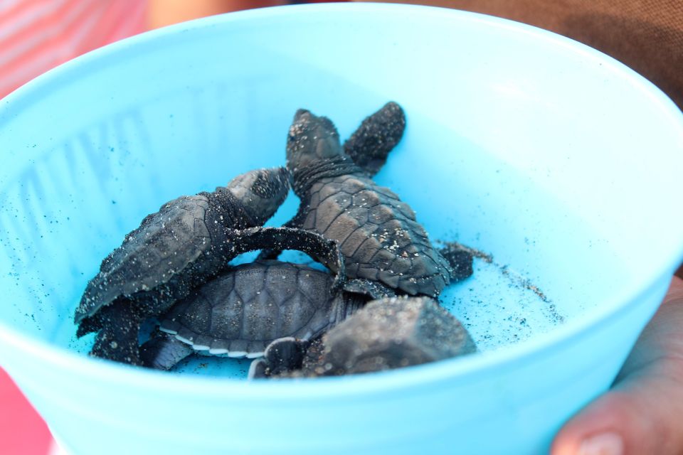 Puerto Escondido: Turtle Release Experience - Reference Information