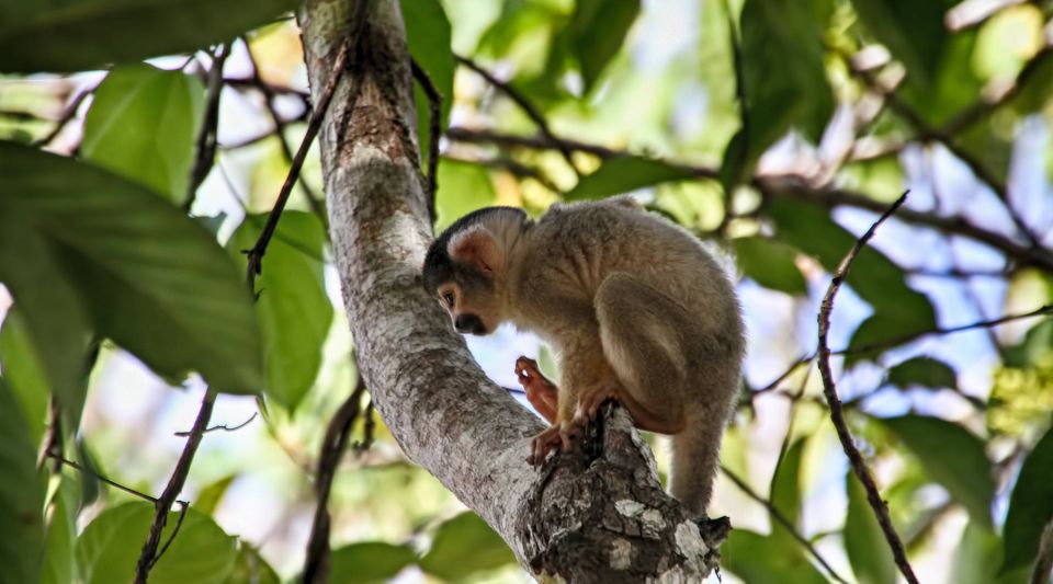 Puerto Maldonado: 2-Day Peruvian Tambopata Jungle Trip - Jungle Activities and Highlights