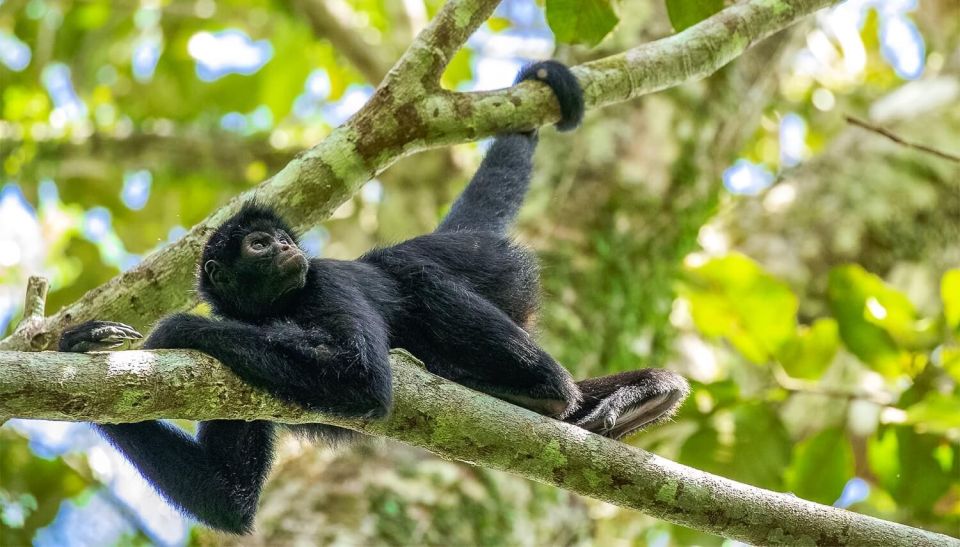 Puerto Maldonado: Kayak and Zip Line Adventure Monkey Isla - Common questions