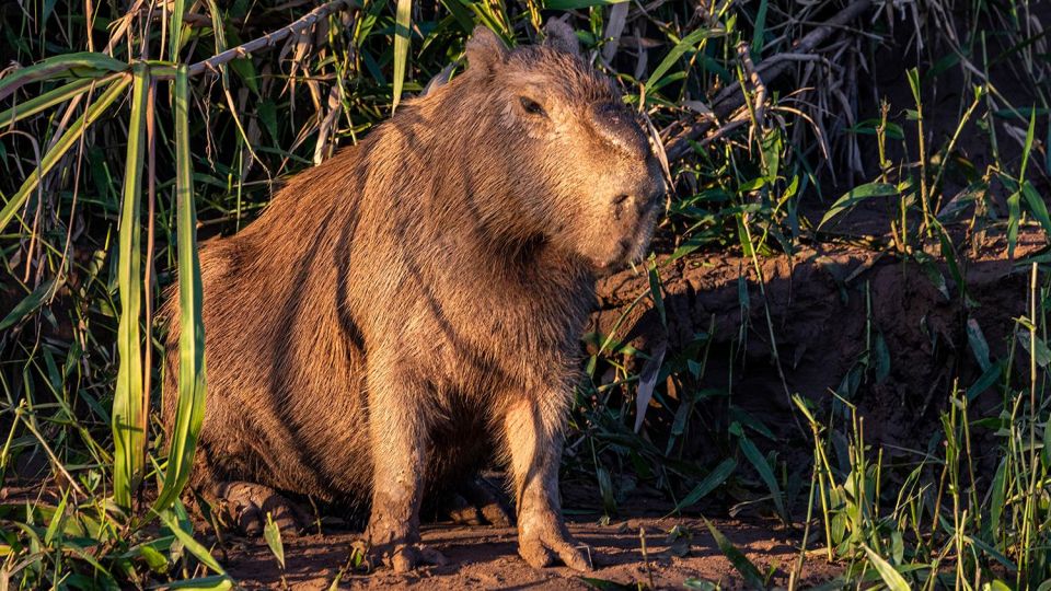 Puerto Maldonado: Sunset Boat Ride in the National Reserve - Common questions