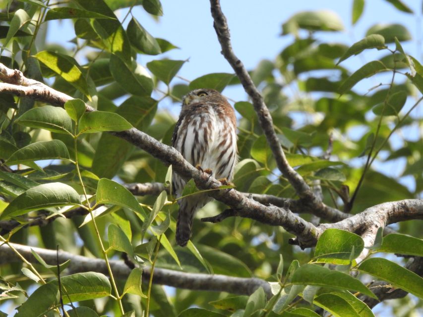 Puerto Morelos: Cenotes Birdwatching Tour Route - Activity Description