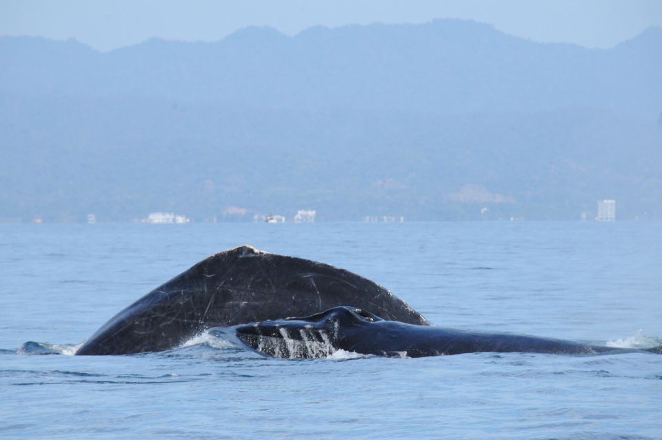 Puerto Vallarta: Humpback Whale Research Adventure Tour - Last Words