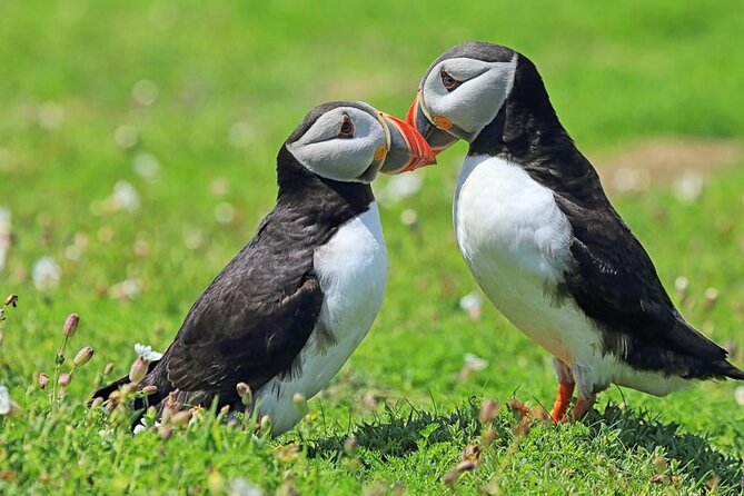 Puffin and Volcano Minibus Tour - Guided by Ebbi - Common questions